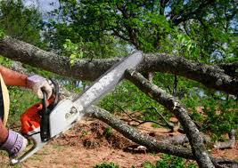 Reliable New Hyde Park, NY Tree Removal Solutions