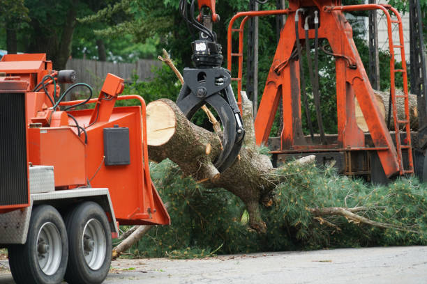 Organic Lawn Care Solutions in New Hyde Park, NY