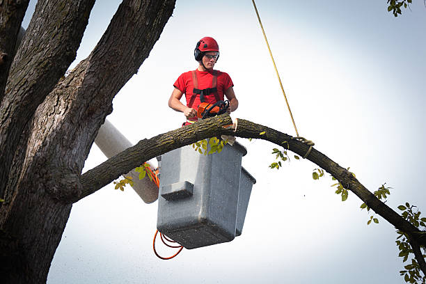 Best Tree Maintenance Programs  in New Hyde Park, NY